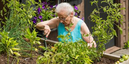 A female senior tends to her garden outside 